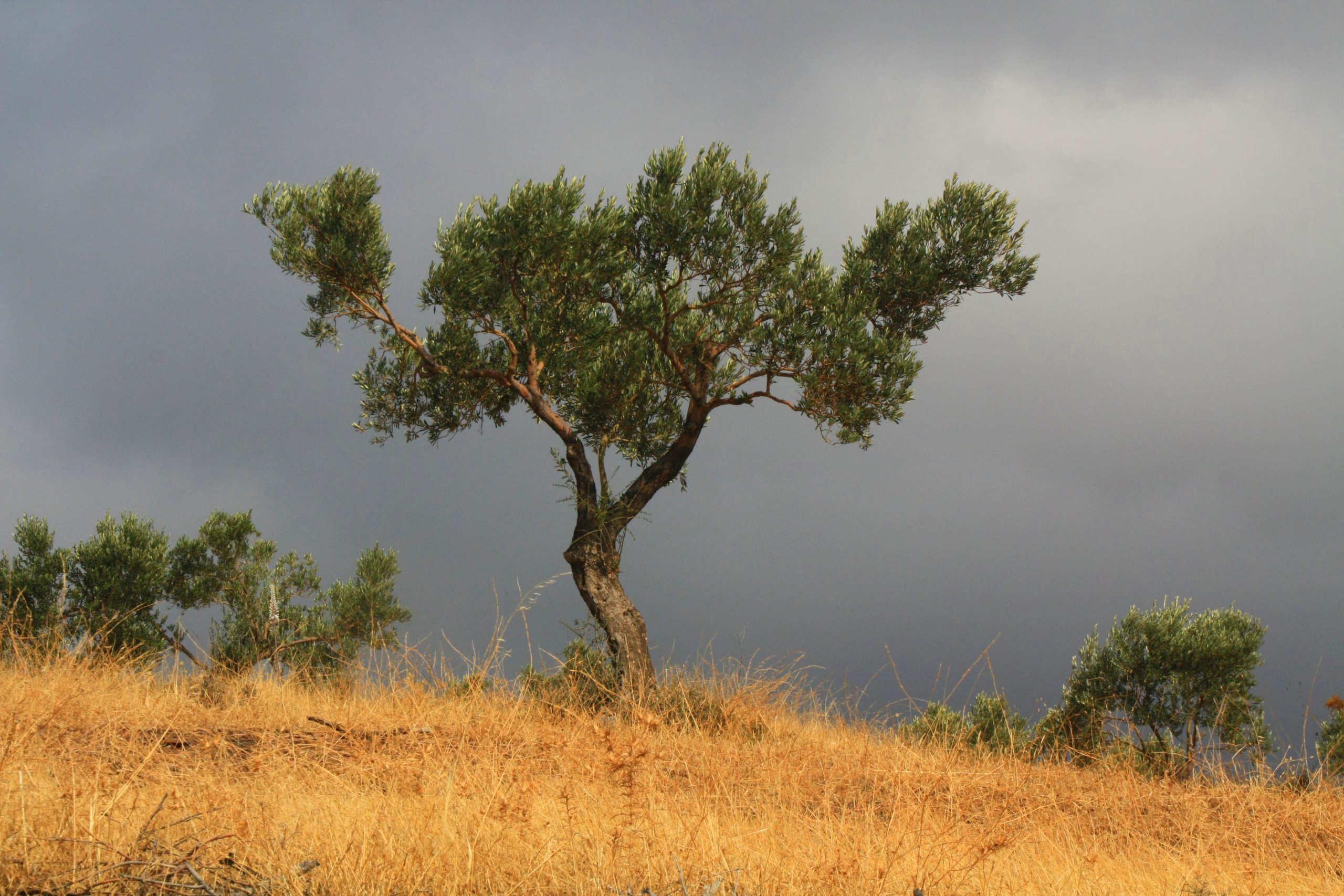 A young olive tree against a dark sky