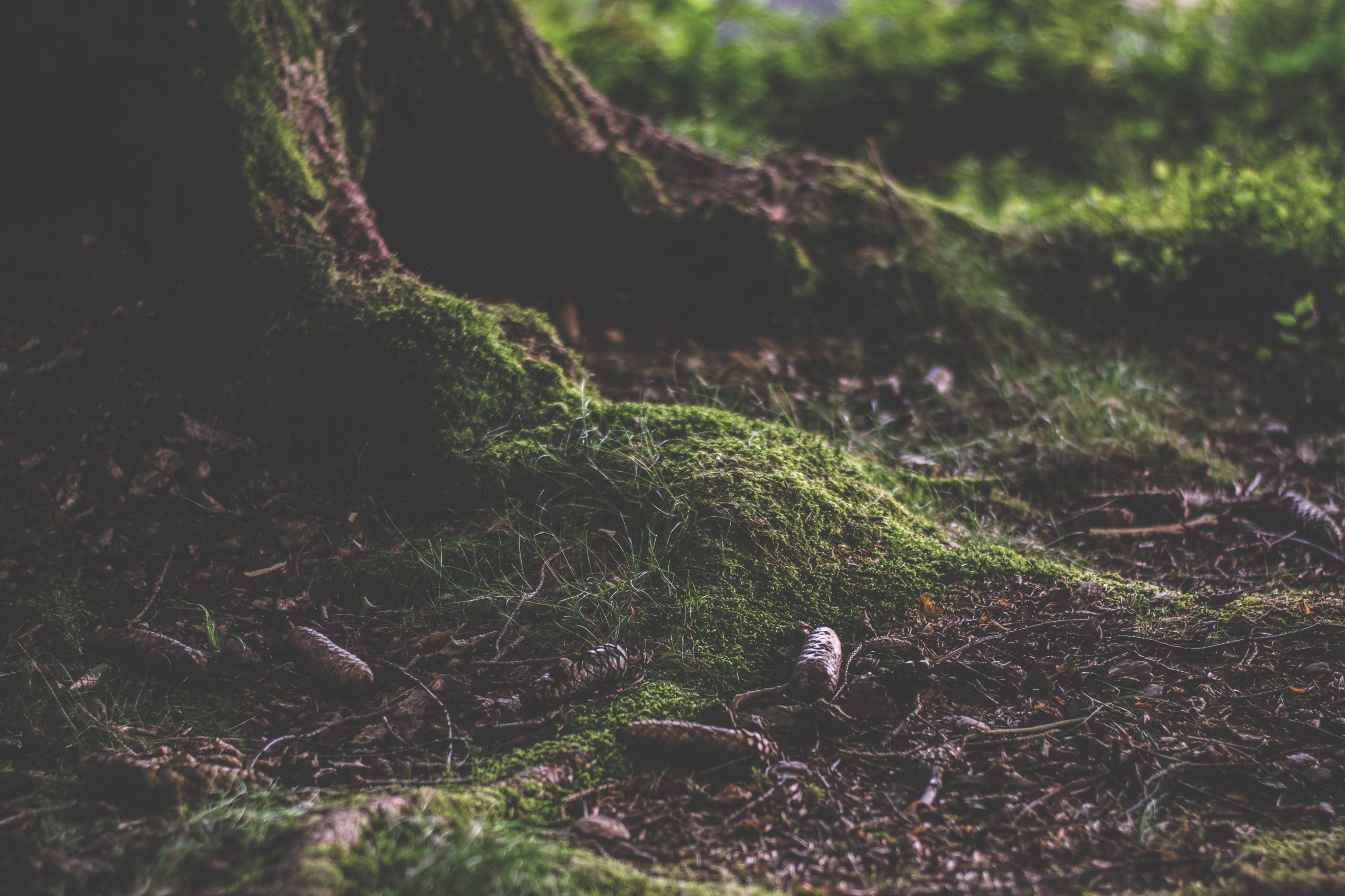 t4t as a model of eco intimacy and kinship in Oliver Baez Bendorf’s “T4T”