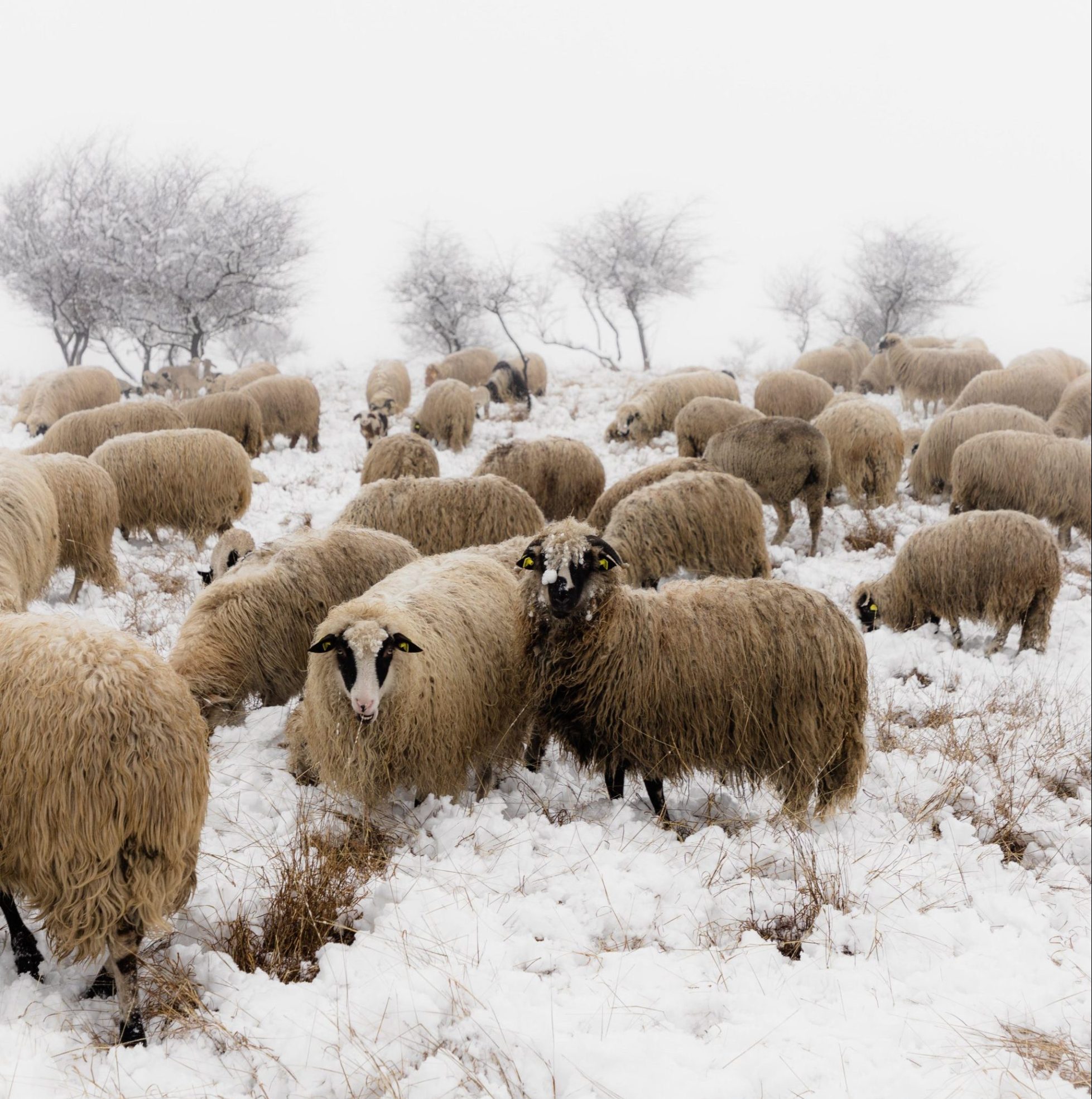 Queer relation and the landscape: animals, the neutral, and significant otherness
